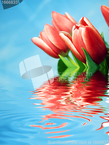 Image of Tulips background