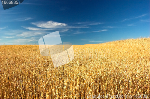 Image of Wheat field