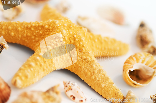 Image of Starfish and shells
