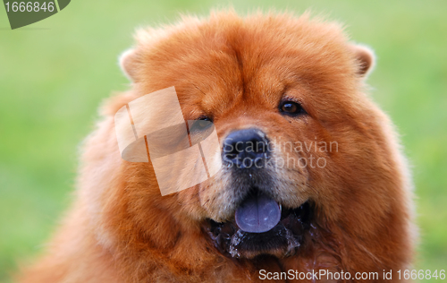 Image of Portrait of Chow Chow Dog