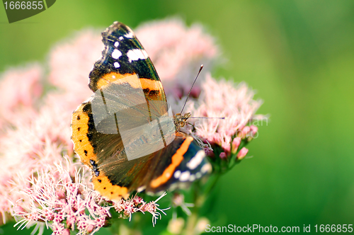 Image of Butterfly