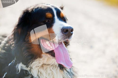 Image of Bernese mountain dog portrait
