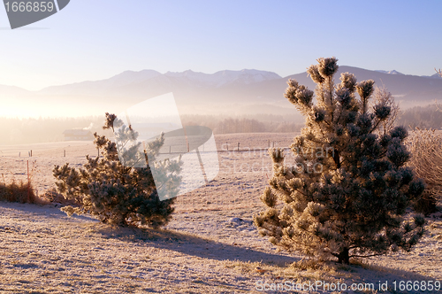 Image of Frozen trees in the winter