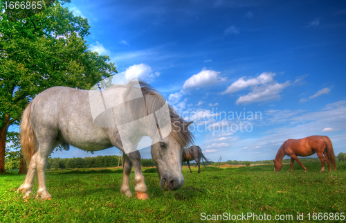 Image of Wild horses on the field