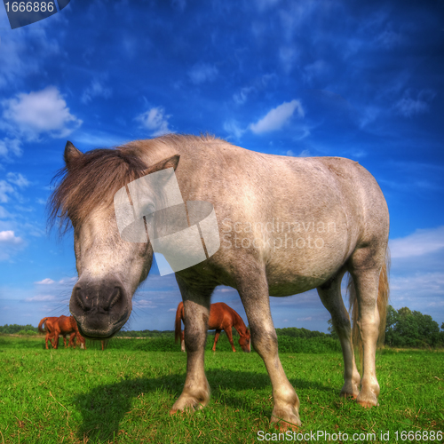 Image of Wild young horse on the field