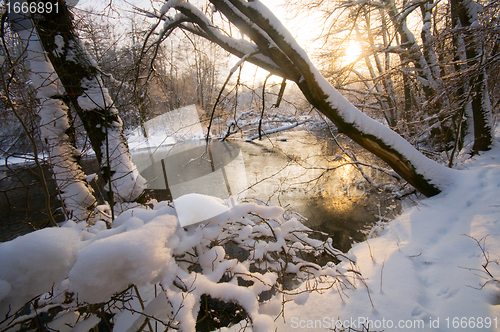 Image of Winter white forest