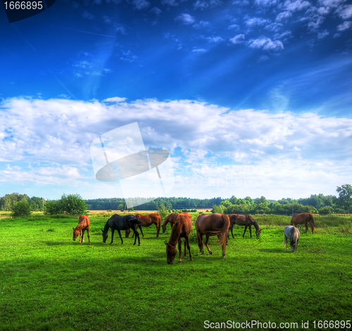 Image of Wild horses on the field