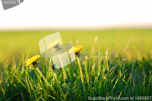 Image of Spring background