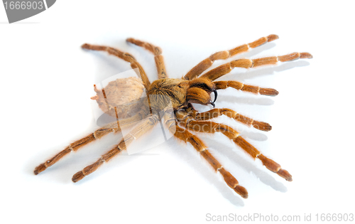 Image of Big spider isolated