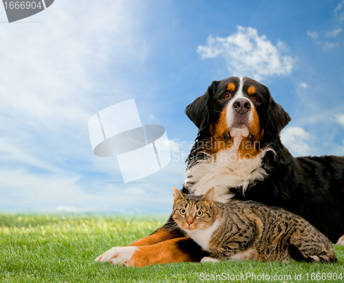 Image of Dog and cat together