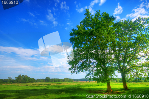 Image of Tree on summer field