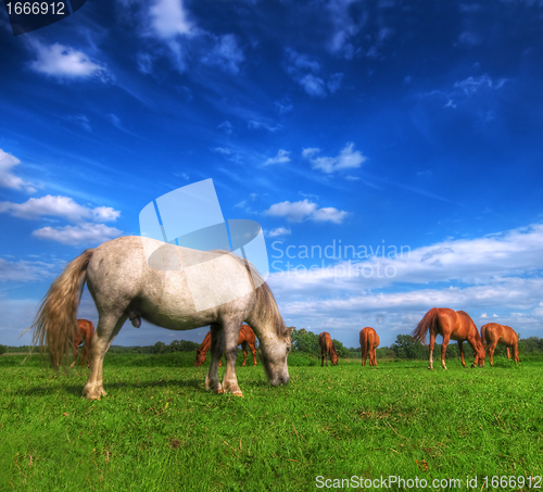 Image of Wild horses on the field