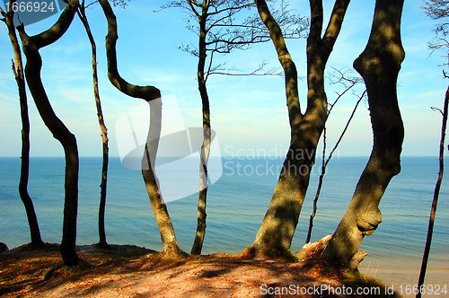 Image of Forest coast