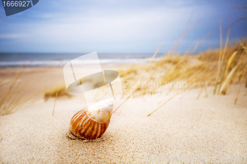 Image of Shell on sand on summer beach