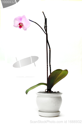 Image of Orchid in flowerpot