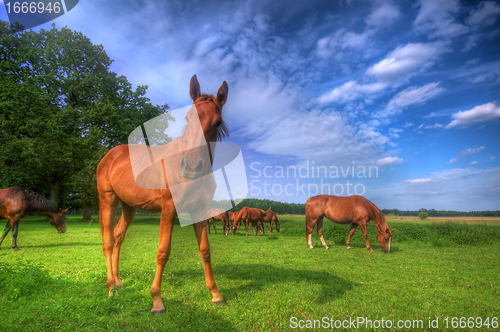 Image of Wild horses on the field