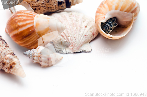 Image of Sea shells isolated