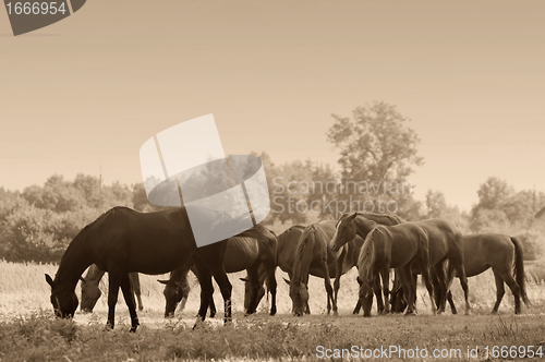 Image of Horses on the field