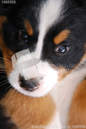 Image of Portrait of Bernese mountain dog