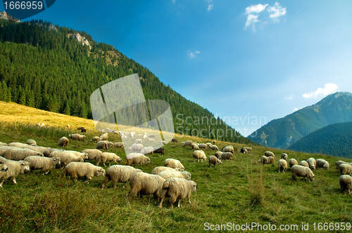 Image of Sheep farm in the mountains