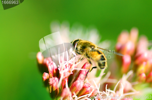 Image of Bee on flower