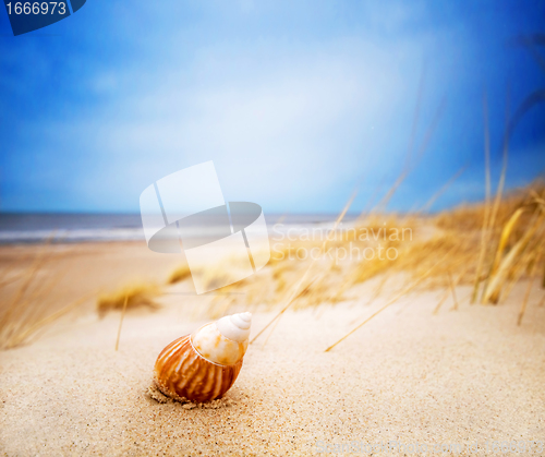Image of Shell on sand on summer beach