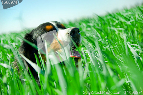 Image of A cute dog in the grass