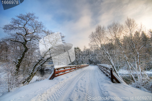 Image of Winter white forest