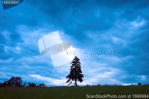 Image of Rainy landscape with single tree