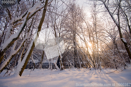 Image of Winter white forest