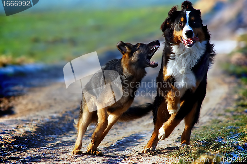 Image of Bernese mountain dog 