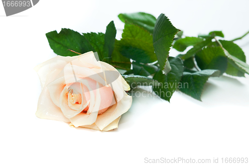 Image of Beautiful rose on white