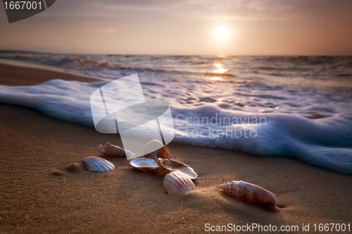 Image of Sea shells on sand