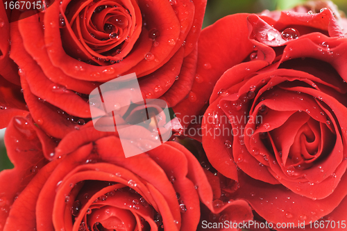 Image of Close-up of red fresh roses