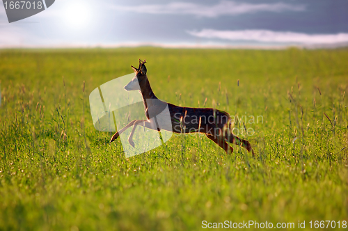Image of Animal background. Roe-deer