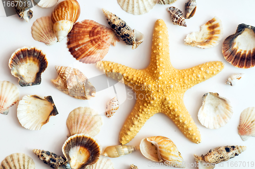 Image of Starfish and shells