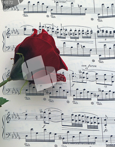 Image of Music Rose