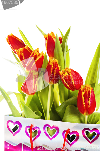 Image of Red tulip with petals fringed by yellow. Isolated over white bac