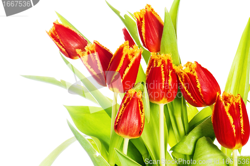Image of Red tulip with petals fringed by yellow. Isolated over white bac