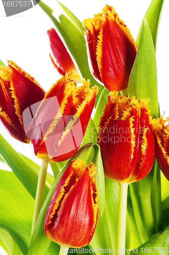 Image of Red tulip with petals fringed by yellow. Isolated over white bac