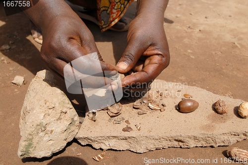 Image of shea butter  nut