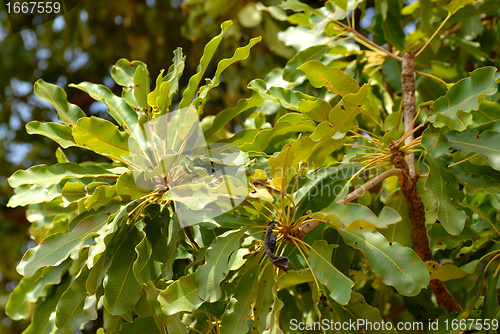 Image of shea butter leaves