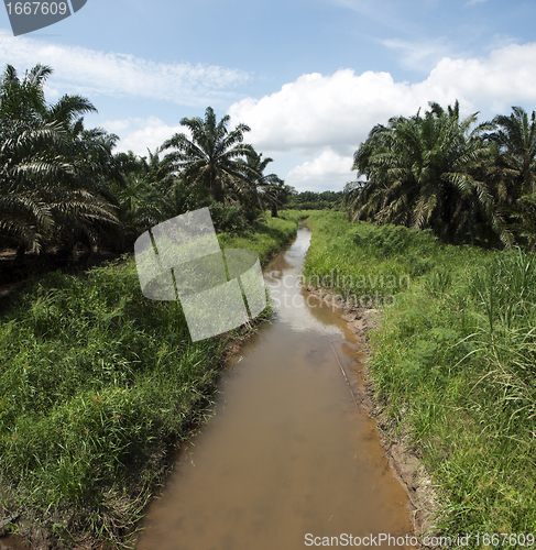 Image of Palm oil plantation landscape