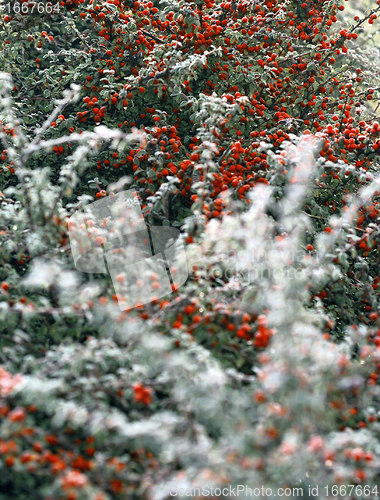 Image of frosted berries