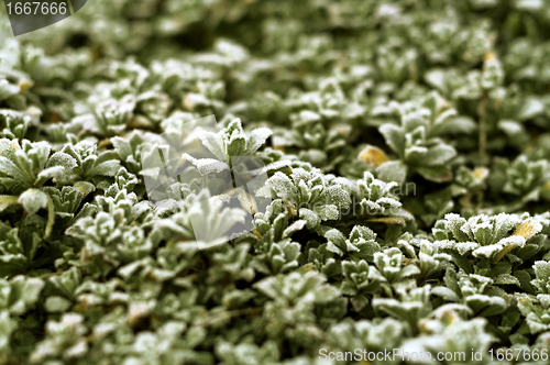 Image of frosty leaves