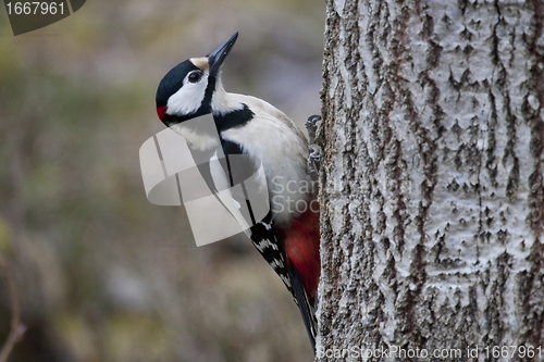 Image of greater spotted woodpecker