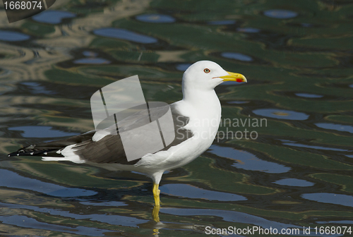 Image of Seagull