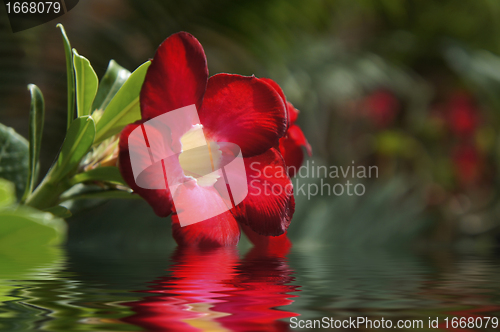 Image of Red Flowers