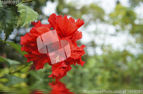 Image of Red Flowers