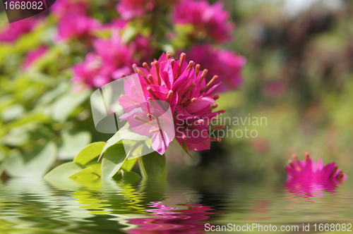 Image of Pink Flowers